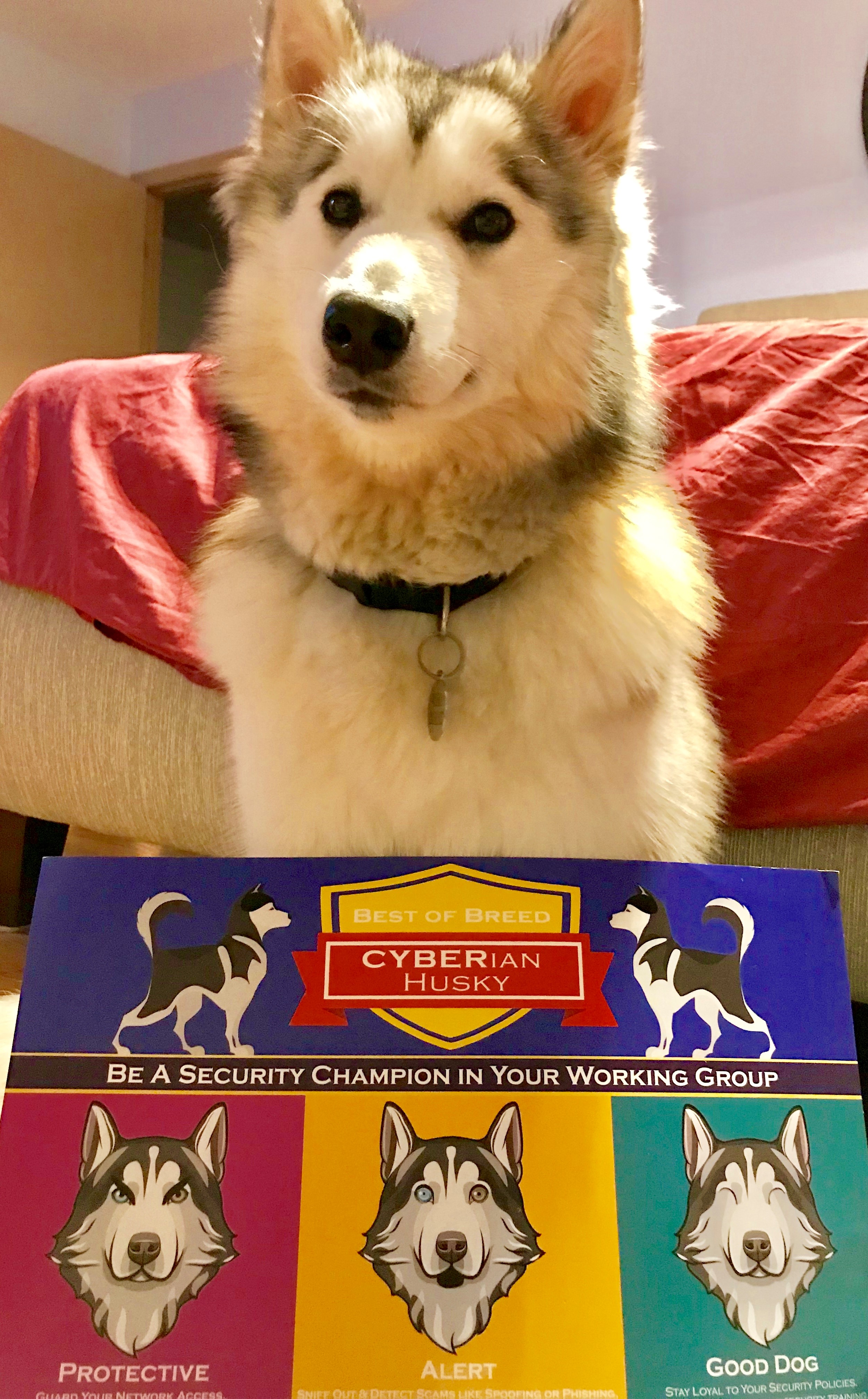 CYBERian Husky or Malamute Security Dog